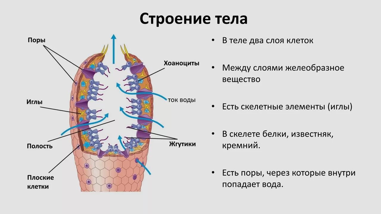 Имеет несколько слоев один. Тип губки строение. Строение простейшей губки. Типы строения клеток губок. Строение губки мезоглея.