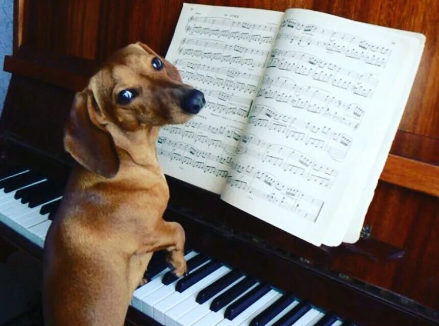 Собачий вальс картинка на пианино. Собачий вальс Шопен. Фредерик Шопен собачий вальс. Собака играет на пианино. Собака за роялем.