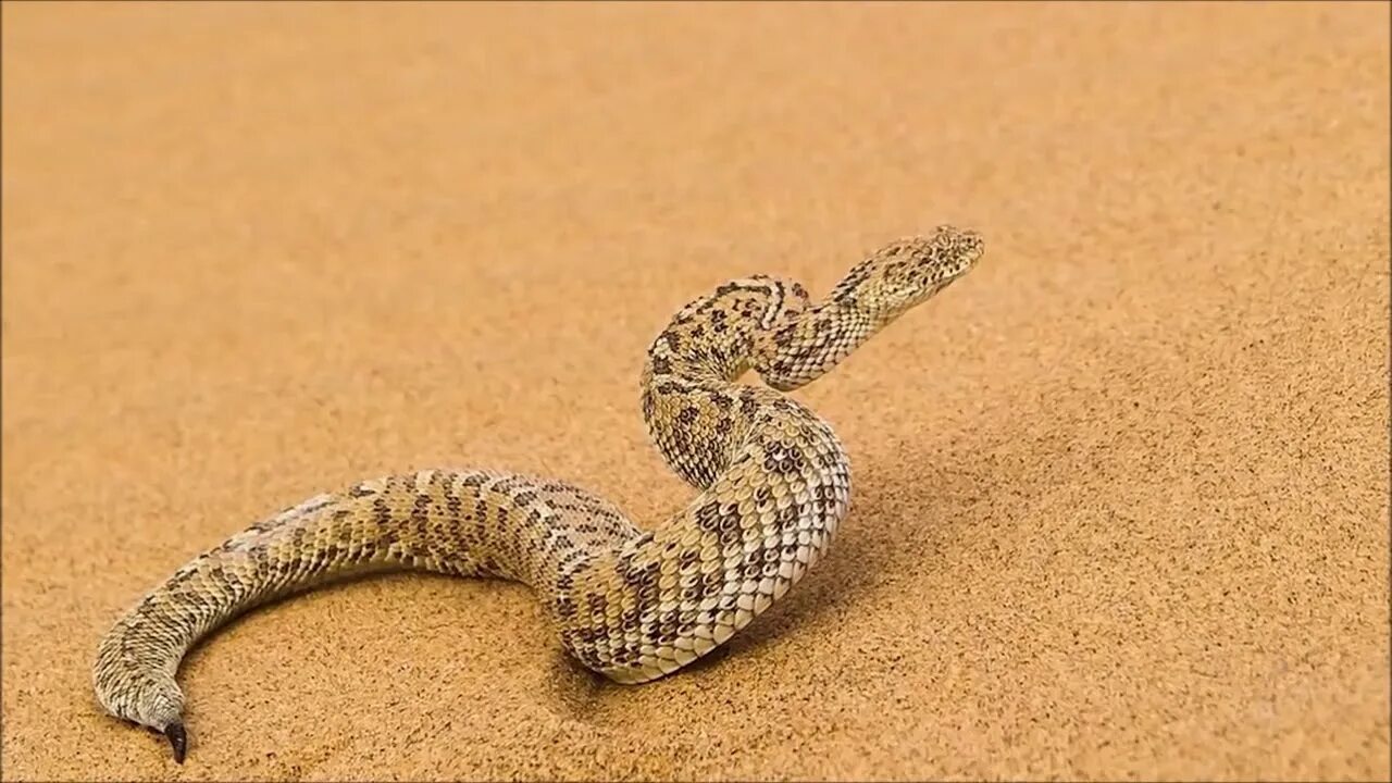 Пустынная гадюка земляная змея. Рогатая Песчаная гадюка. Змея Песчаная гадюка. Пустыни Песчаная Эфа. Пустынный полоз.