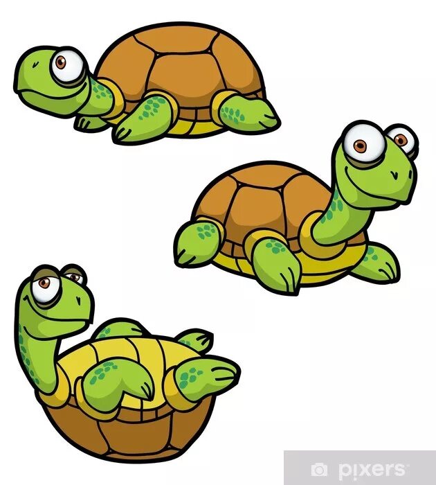 Turtle turtle fruit