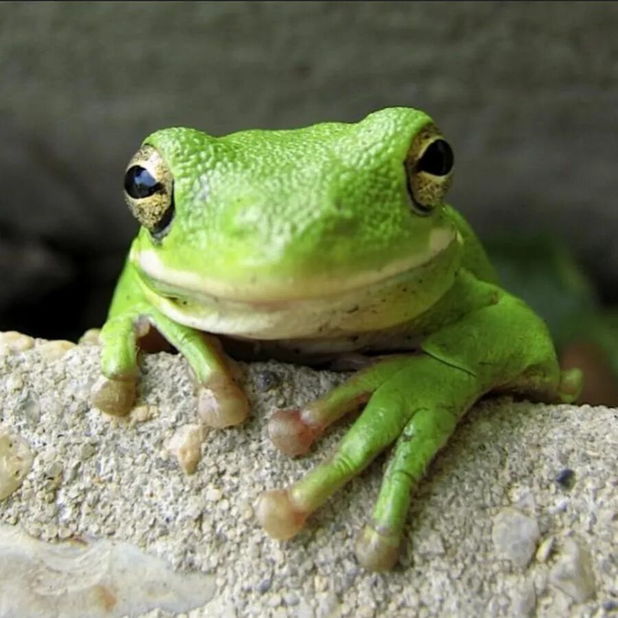 Лягушка красноглазая квакша. Квакша земноводное. Frogs 18. Стеклянная квакша. Лягушка,квакша,жаба.