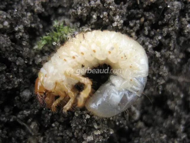 Leucogyrophana pulverulenta. Белые личинки в преющей траве фото. Un Hanneton photo.