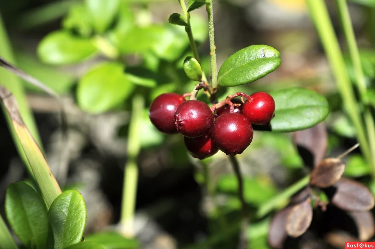 серебрянка красная ягода. голубика таежная. империя ягод. ягодный рынок в подмосковье. фруктовый букет.