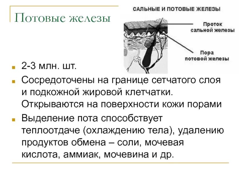 Характеристика потовых желез. Основная функция потовых желез. Характеристика почтовых желез. Какие функции потовых и сальных желез