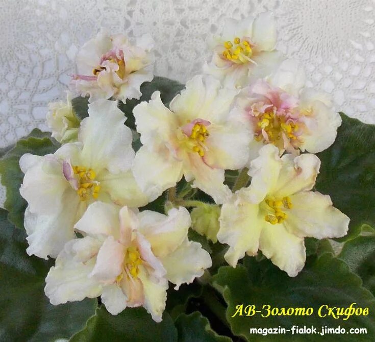 ЛЕ-Злато Скифов (Е.Лебецкая) Африканская фиалка, Сенполия, Фиалки