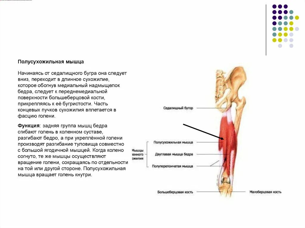 К чему крепятся мышцы. Мышцы которые крепятся к седалищному бугру. Тендинит сухожилия полусухожильной мышцы. Полусухожильная мышца препарат анатомия. Полусухожильная мышца крепится.