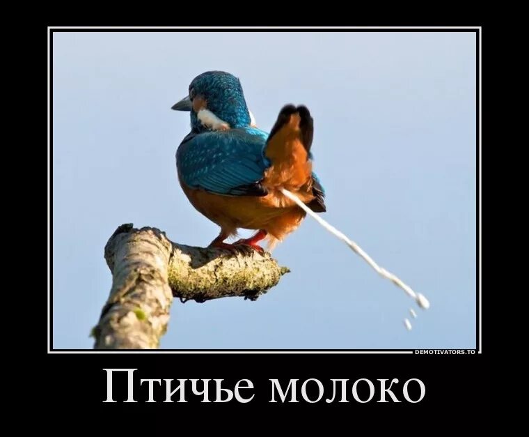 Бывает ли у птиц молоко. У каких птиц есть молоко. У каких птиц есть молоко. Птичье молоко существует ли в природе. Птицы которые дают молоко.