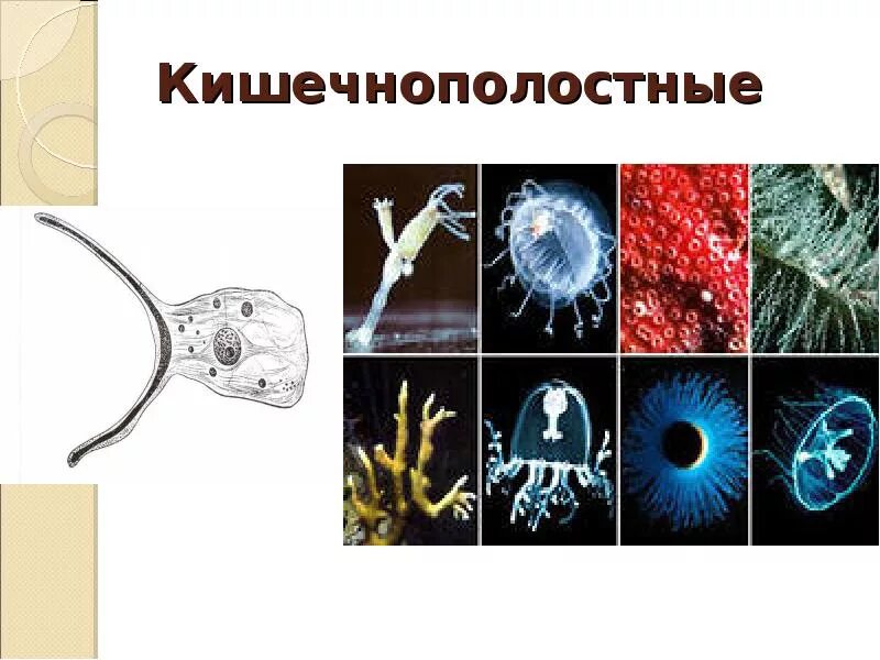 Тип кишечнополостных червей. Опорно двигательная система кишечнополостных. опорно двигательная система тип кишечнополостные. опорная система у кишечнополостных. скелет кишечнополостных.