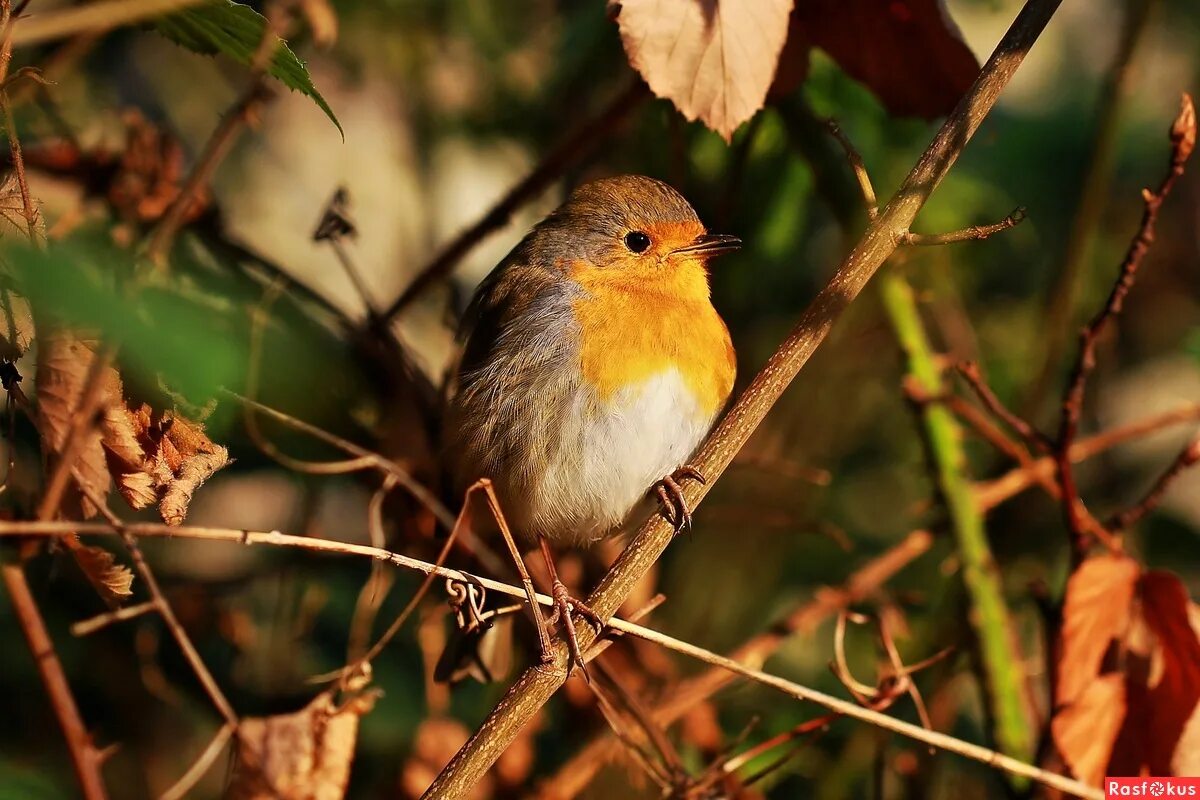 Минск район малиновка. Малиновка беларусь. Минск район малиновка. Малиновка минск. Малиновка минск.