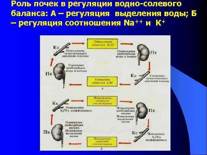 Регуляции водно солевого обмена в организме человека. Регуляция почками водно-солевого обмена. Регуляция водно солевого баланса почками. Участие почек в регуляции водно-солевого обмена организма. Системные механизмы поддержания водно-солевого баланса..