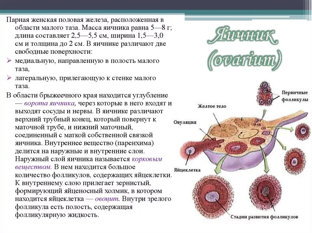 Строение яичника анатомия. Яичники расположение строение функции. Матка с яичниками анатомия строение. Строение женской половой системы яичники. Внешнее строение яичника.