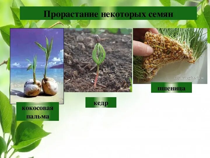 Роль семян в жизни растений. Биологическая роль семян. Значение семян для растений. Роль семян в жизни человека.