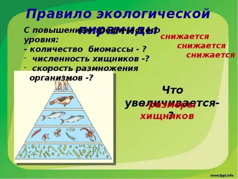 Экологические пирамиды пирамида биомасс. Экологическая пирамида биогеоценоза. Экологические пирамиды численности биомассы энергии. Пирамида биомасс пирамида чисел пирамида энергии.