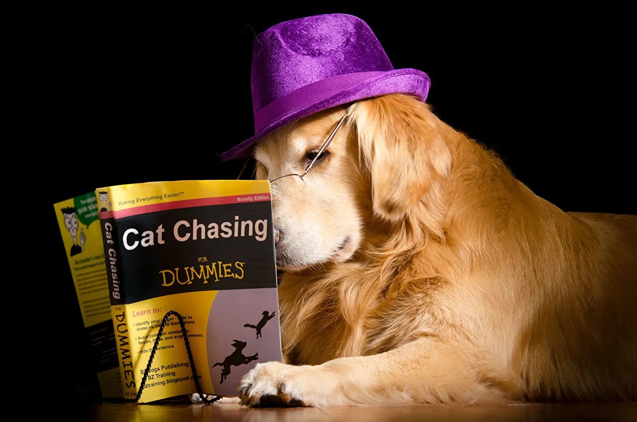 Book my dog. Книги про собак. Собака читает книгу. Книга про собачку. Собака с книжкой.