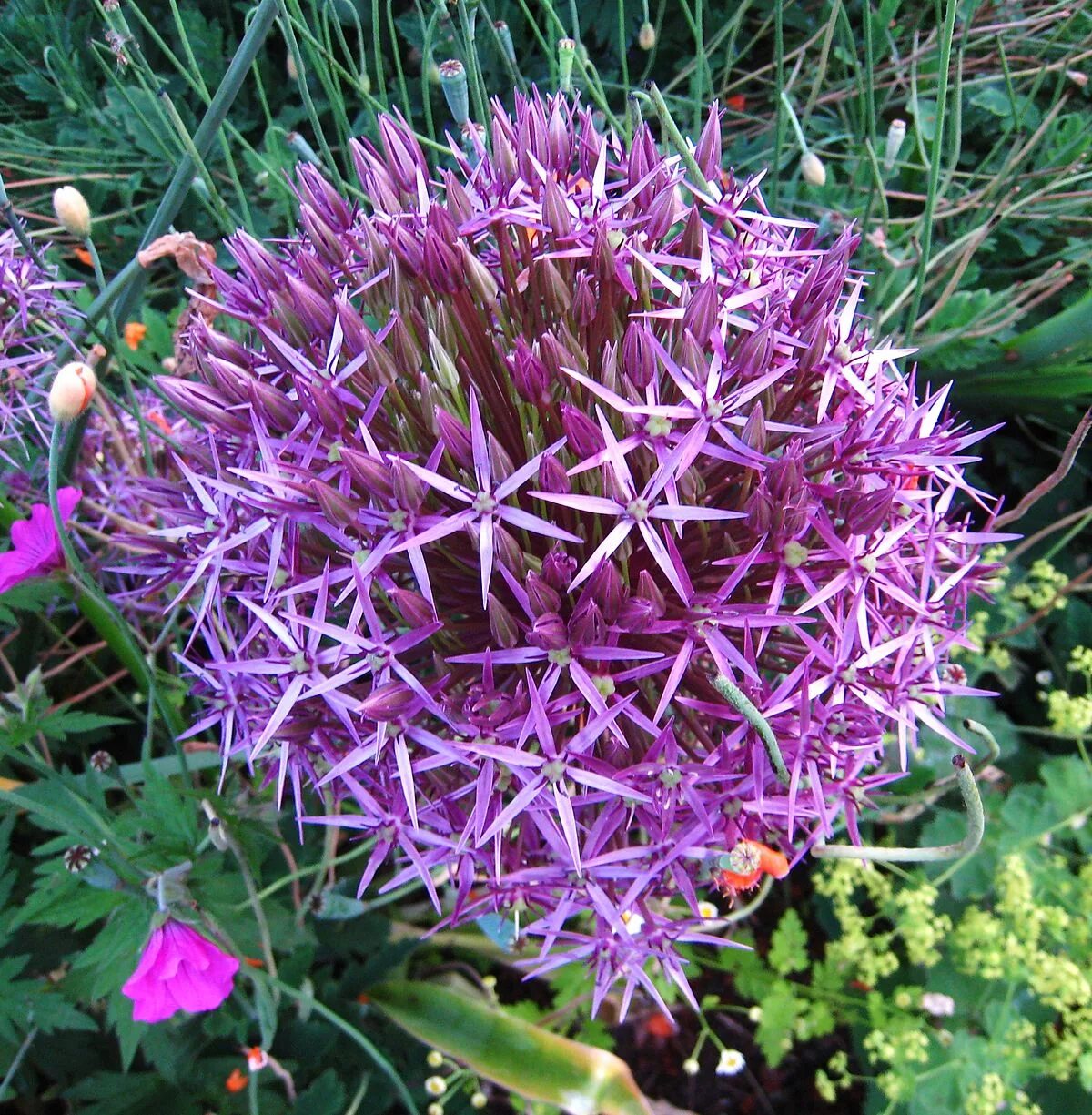 Лук декоративный christophii. Christophii аллиум. Лук христофа allium christophii. Лук декоративный кристофа. Allium аллиум christophii.