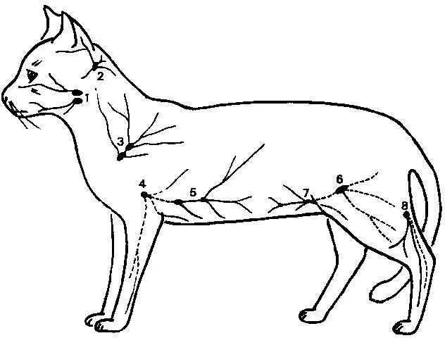 Лимфатическая система собаки схема. Лимфатические узлы у кошки расположение. Лимфатическая система собаки расположение. Лимфатическая система кошки схема. Увеличены лимфоузлы у собаки