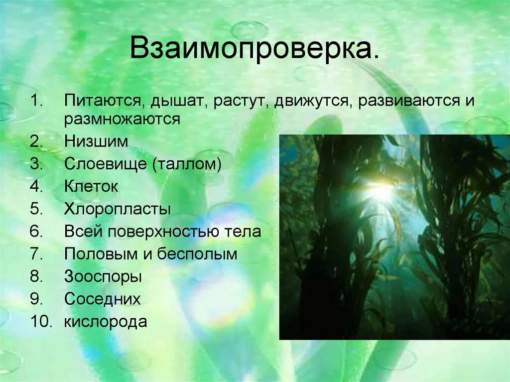 Тест водоросли 6