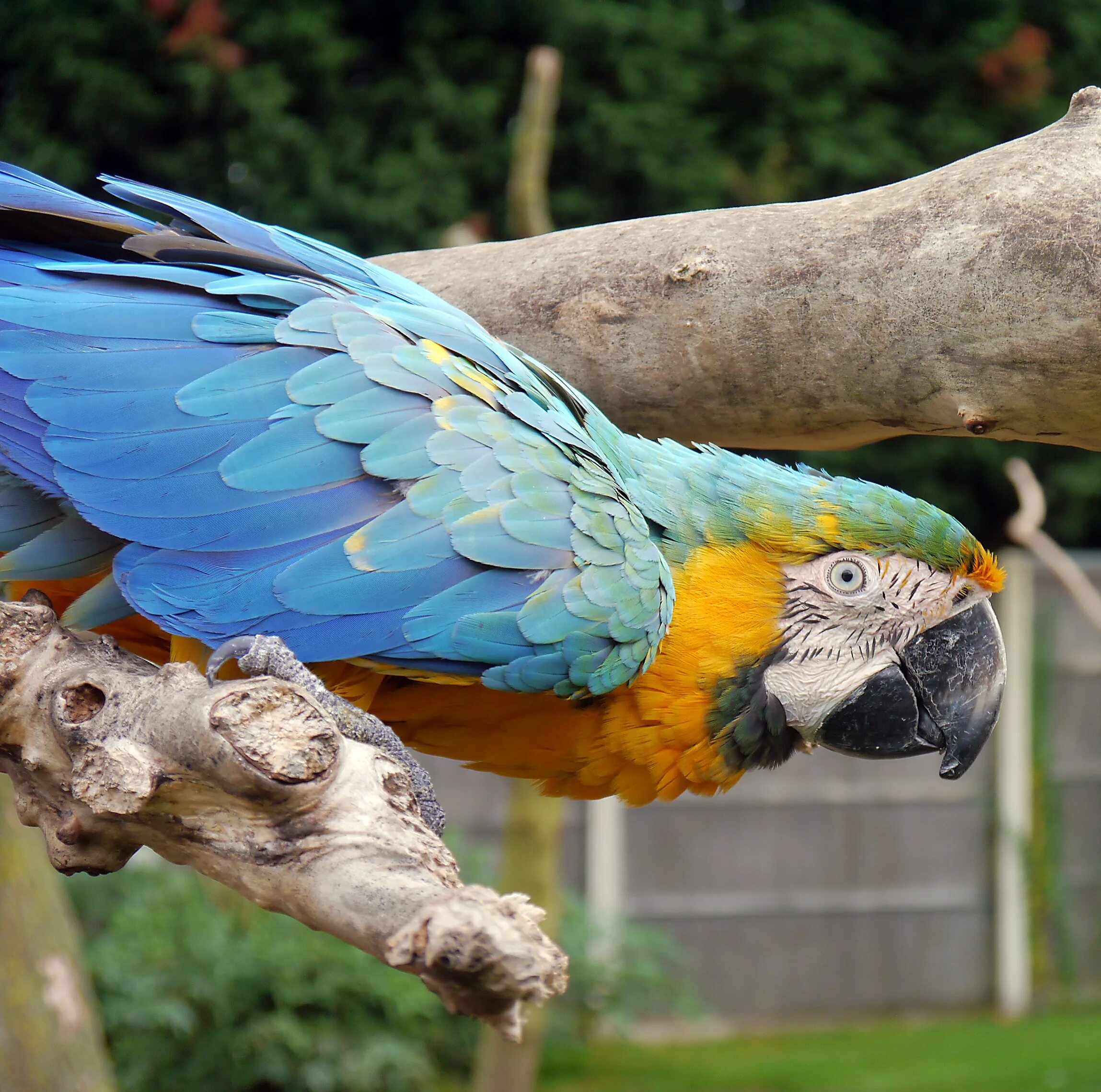 Большой попугай ара. Попугай ара. Ара ара попугай. Попугай Macaw. Жёлто-зелёный доминиканский ара.