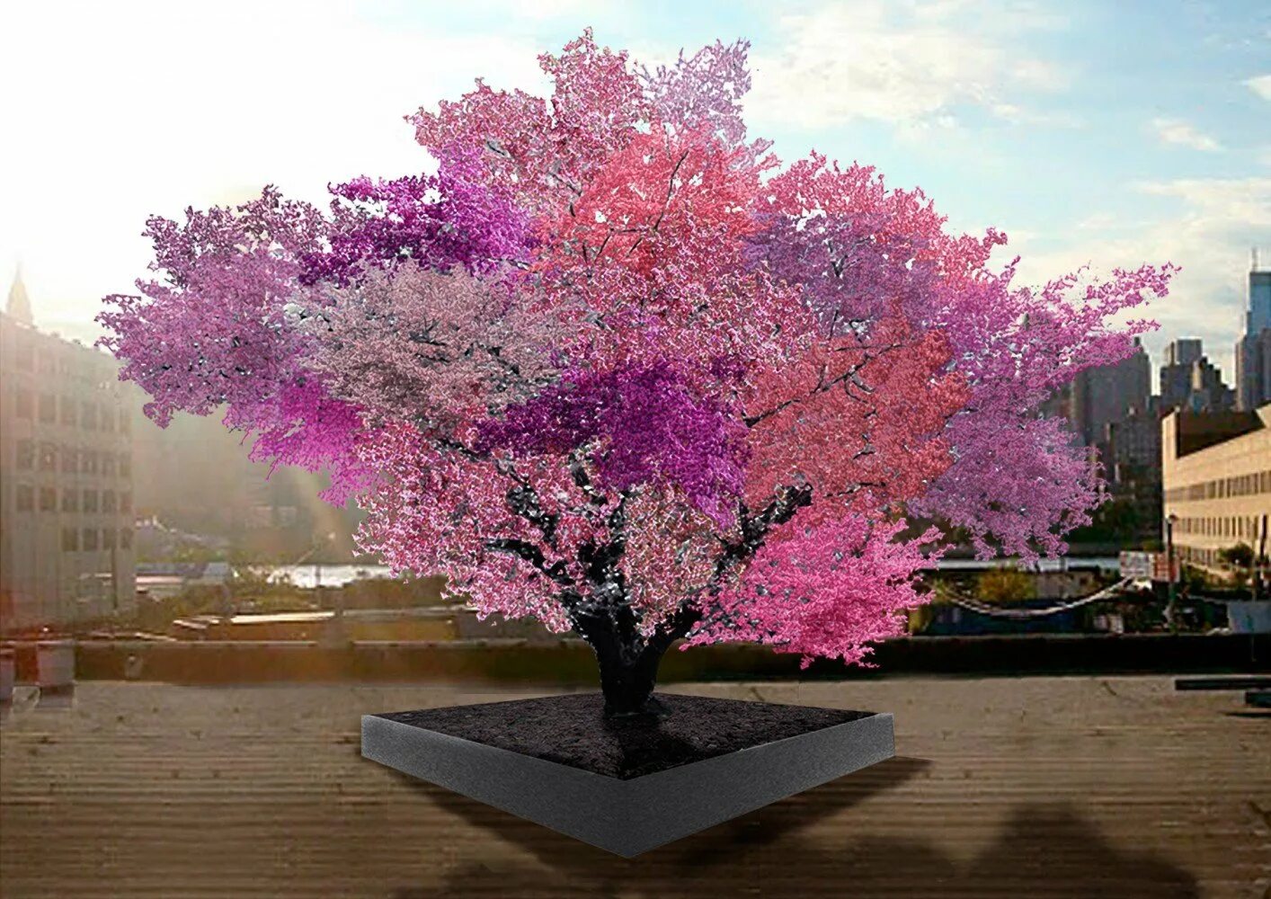 Цветущие деревья фото с названиями. Сэм Ван Акен дерево 40 плодовых. Дерево, на котором растет 40 видов фруктов. Сакура в Нью-Йорке. Дерево сорока фруктов в Нью-Йорке.