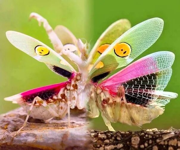 PhotoNet Home Beautiful bugs, Praying mantis, Bugs and insects