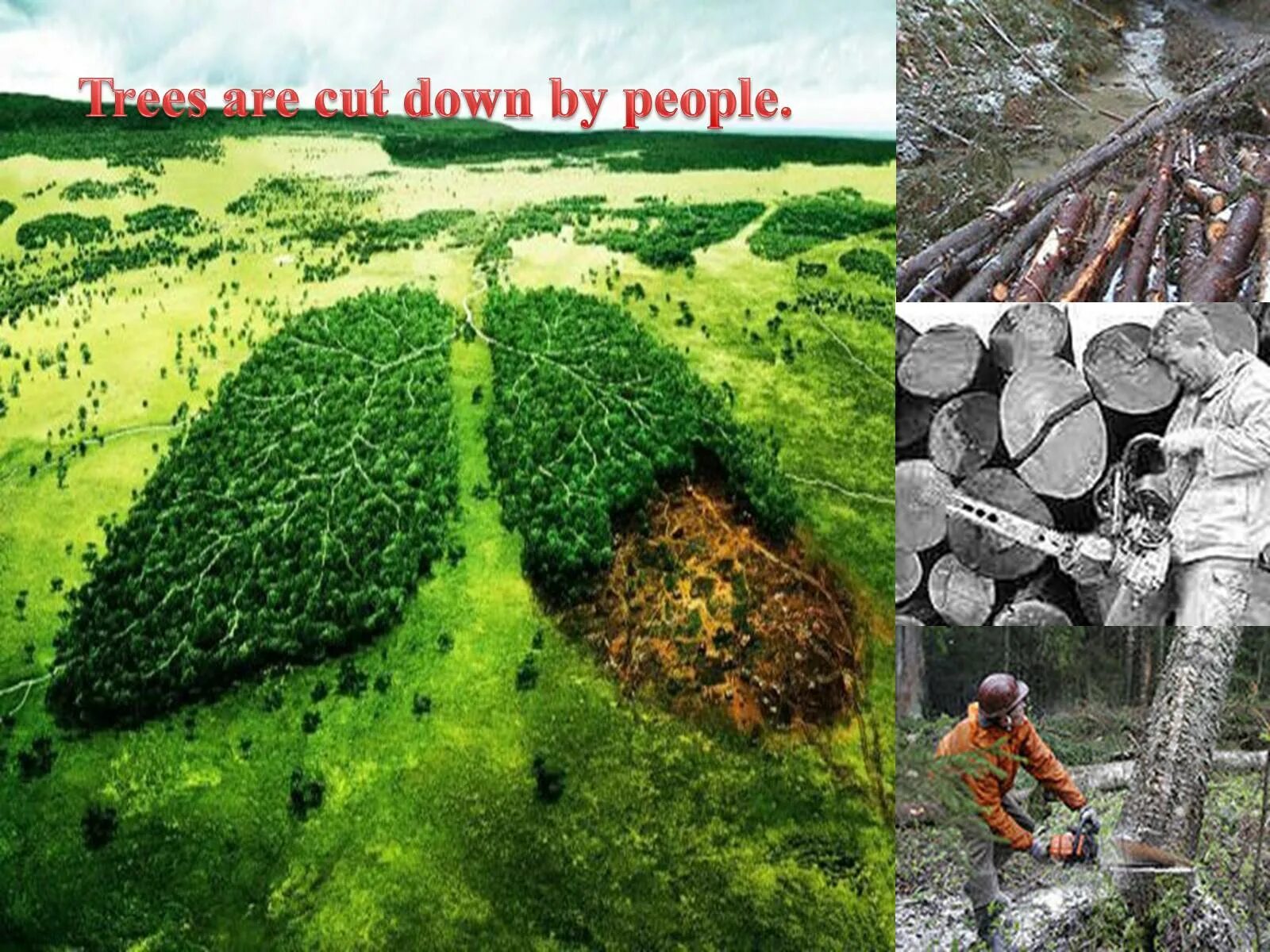 Cutting down Trees. Trees are Cut down. Nature in Danger. Nature is in Danger. Cut them down