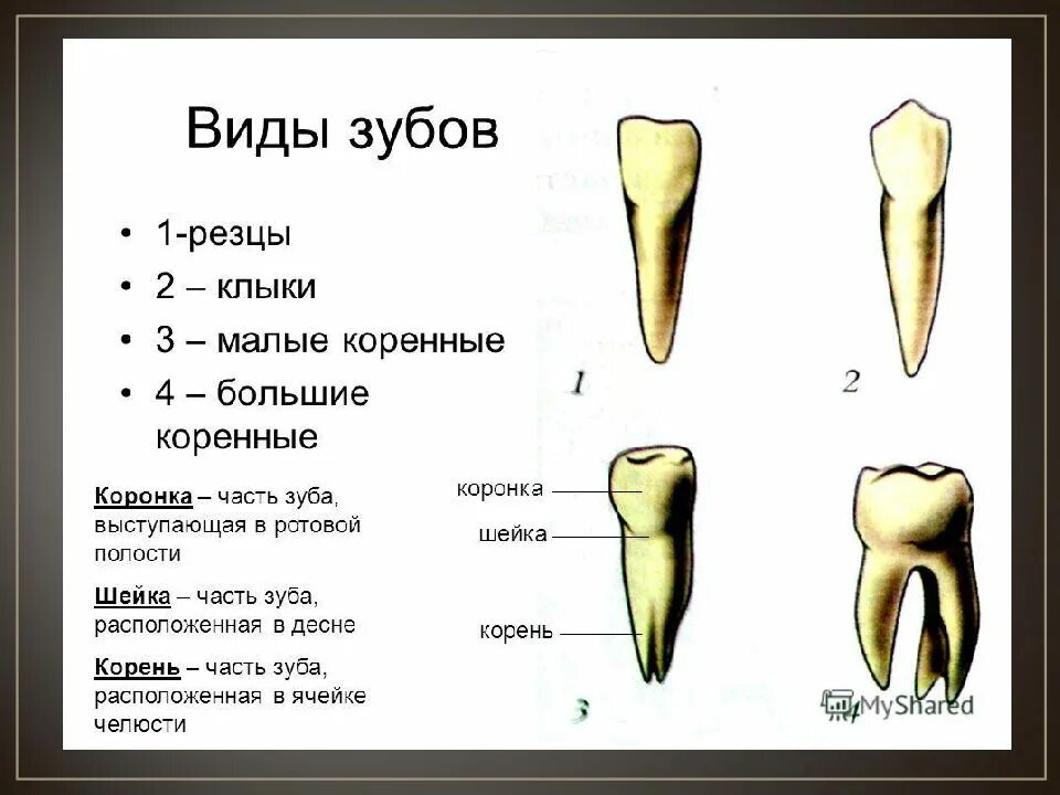Как выглядит зубок