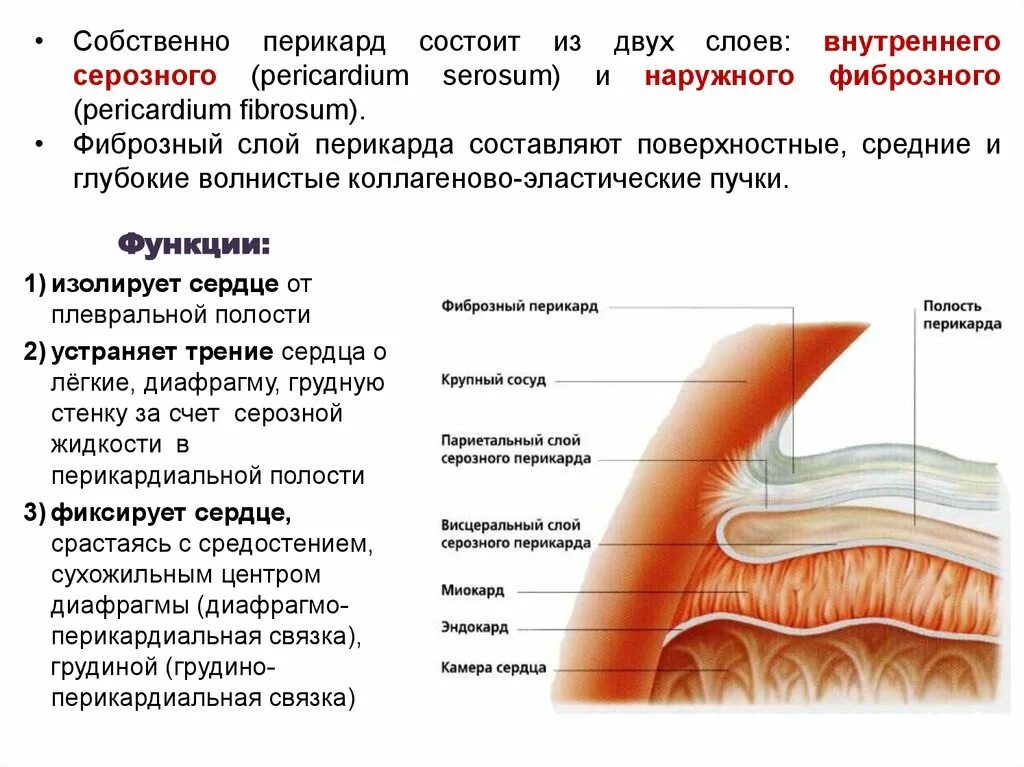 Фиброзная оболочка строение и функции. Серозная оболочка перикарда. Фиброзный и серозный перикард. Перикард (околосердечная сумка). Строение и листки перикарда:.