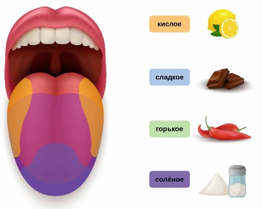 Горькое кислое соленое сладкий сладкое