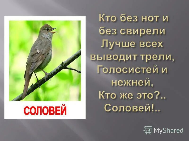 Соловей тема идея. Соловей тема идея