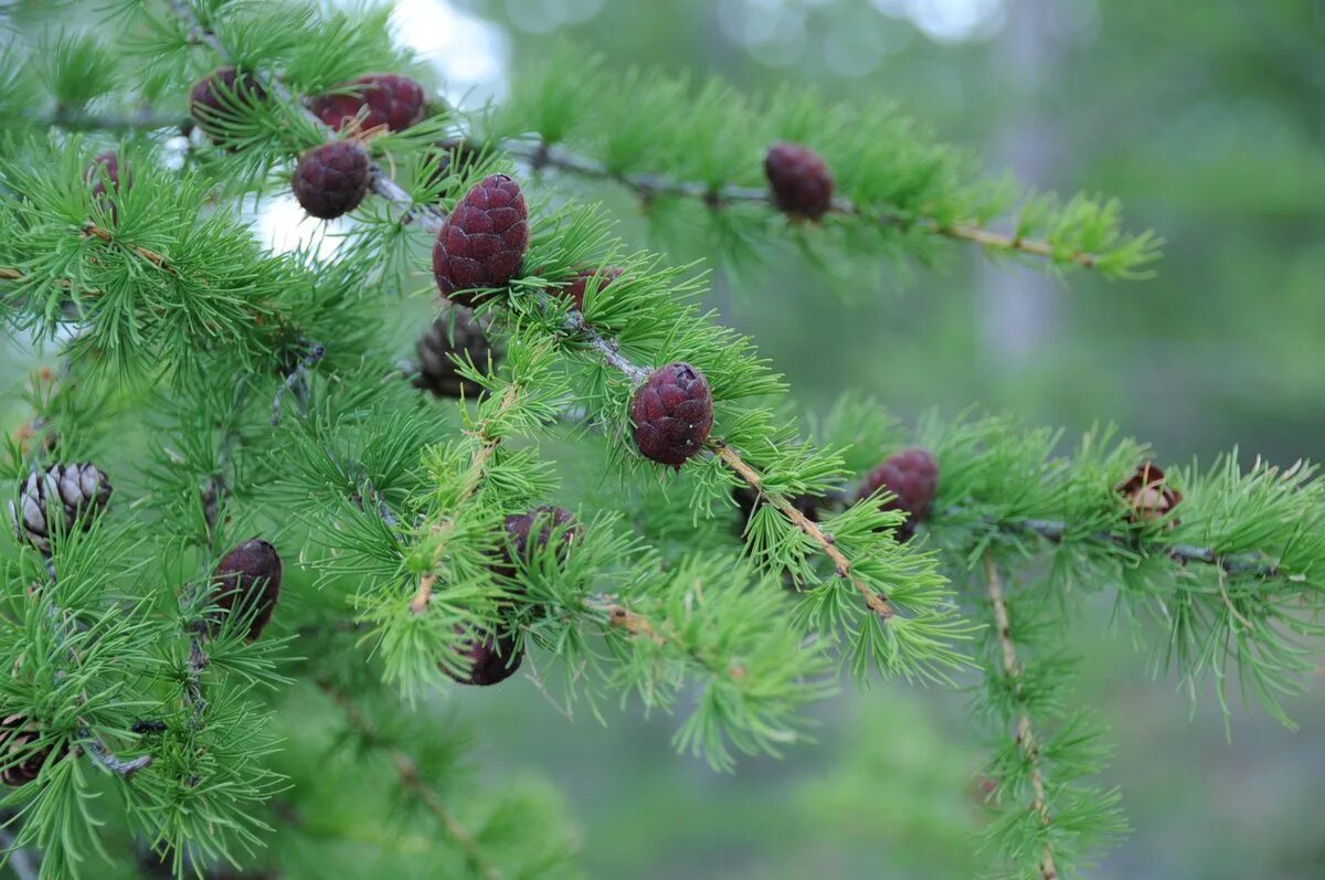 Лиственница комарова. Лиственница Сибирская Larix sibirica. Лиственница Чекановского. Лиственница Сукачева (Larix sukaczewii). Лиственница Даурская.