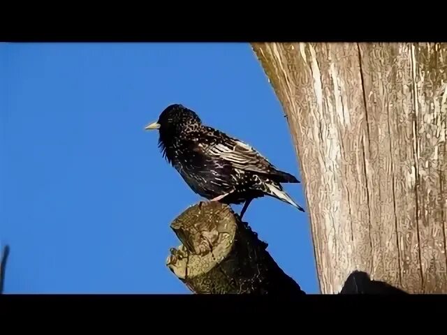 Настоящий песню скворца надо слушать