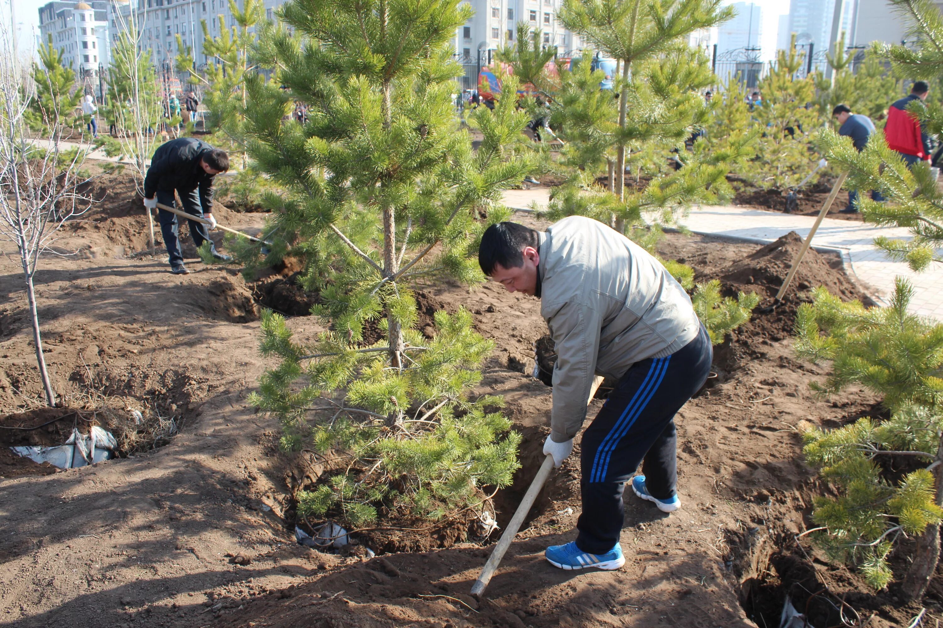 Посадка деревьев. Посадка деревьев и кустарников. Высадка зеленых насаждений. Посадить дерево. Посадить дерево метров