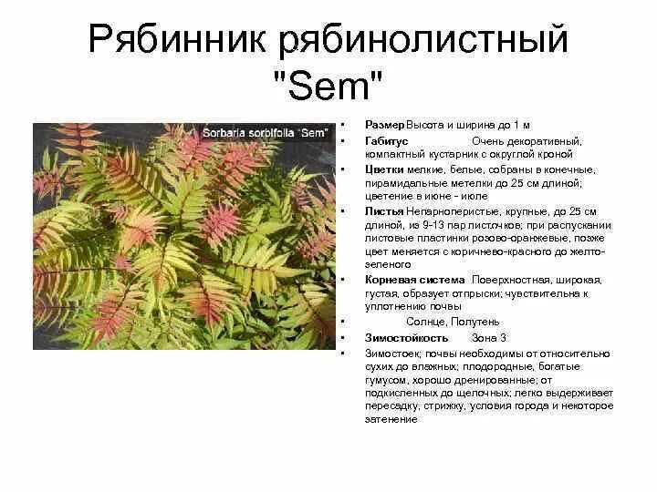 Рябинник кустарник описание