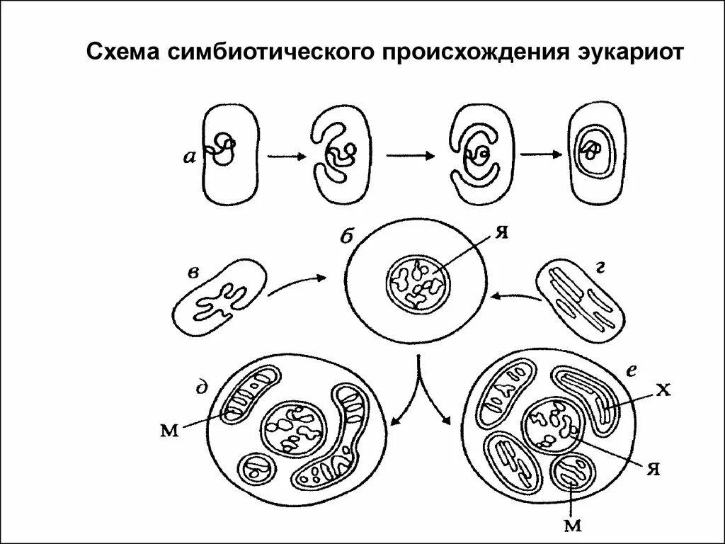 Эволюция эукариотических организмов. Схема симбиотическая теория происхождения эукариотических клеток. Инвагинационная гипотеза происхождения эукариот. Гипотезы происхождения эукариотических клеток. Симбиотическая гипотеза происхождения эукариот.