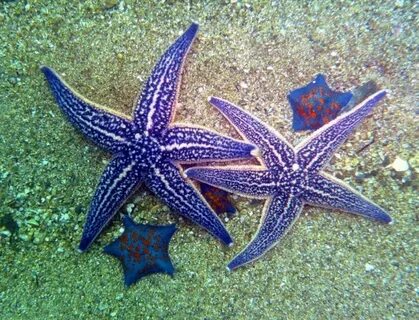 Звезда черное море