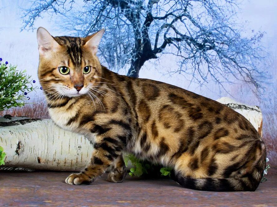 Бенгальская кошка описание породы фото