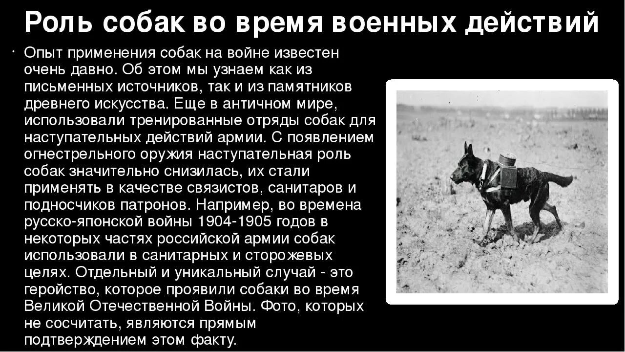 Собаки герои Великой Отечественной войны. Собаки герои во время Великой Отечественной войны. Роль собак в Великой Отечественной войне 1941-1945. Собаки которые участвовали в Великой Отечественной войне 1941.