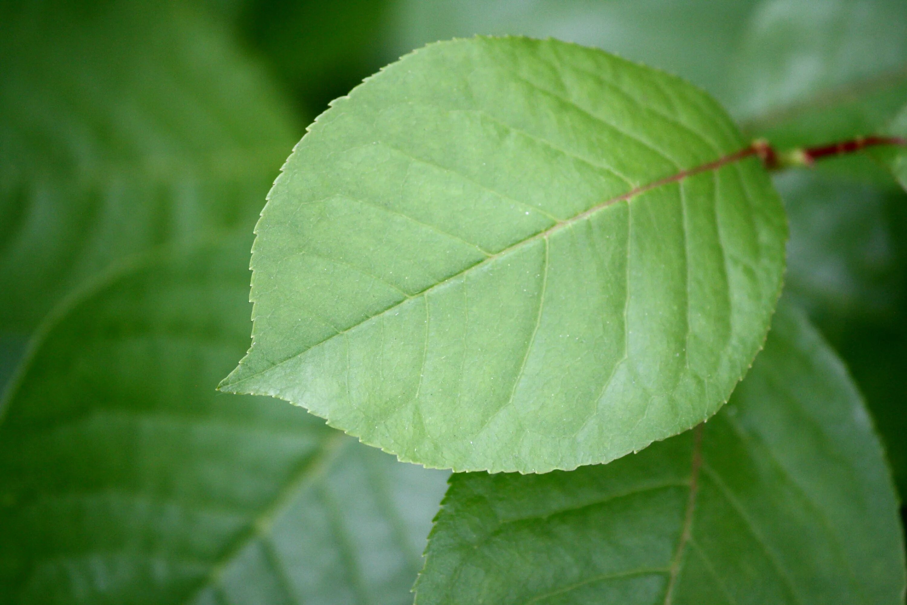 Зеленый лист. Листья деревьев. Листок дерева. Зеленый лист дерева. Leaves collection