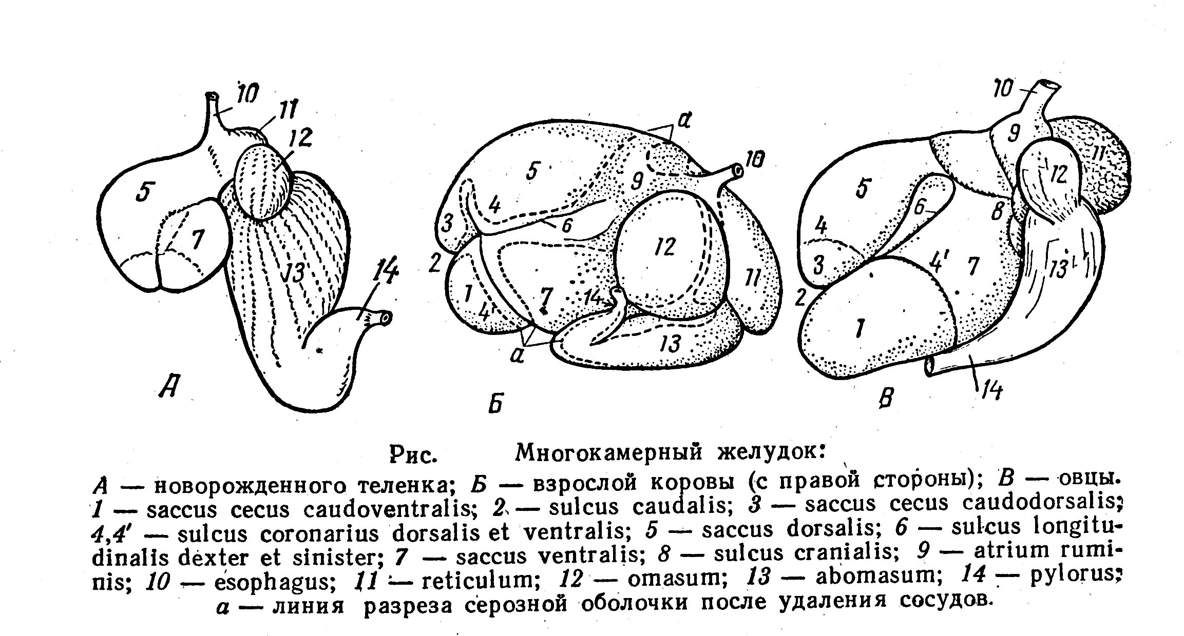 Строение многокамерного желудка жвачных. Строение многокамерного желудка КРС. Топография многокамерного желудка коровы. Строение многокамерного желудка у животных. Строение желудков животных