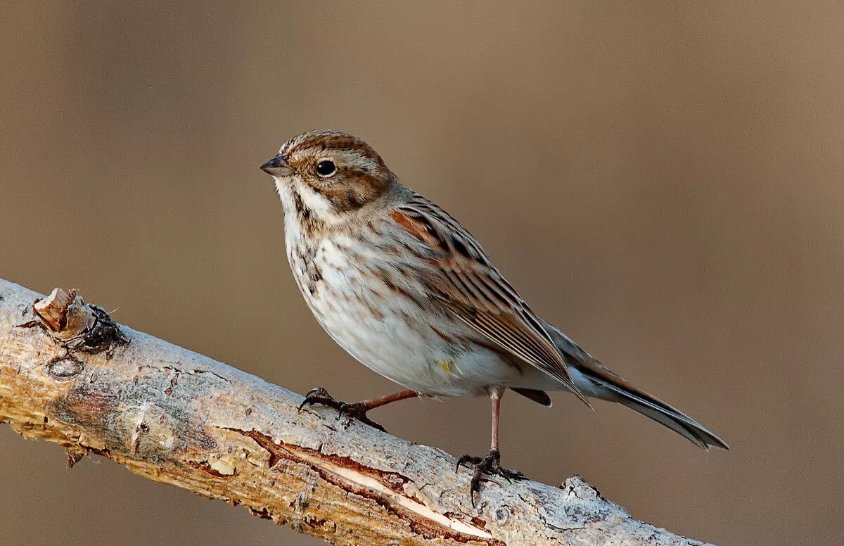 Камышовая овсянка птица. Овсянка, Камышовая, тростниковая (Emberiza schoeniclus). Тростниковая овсянка птица. Камышовая овсянка самка.