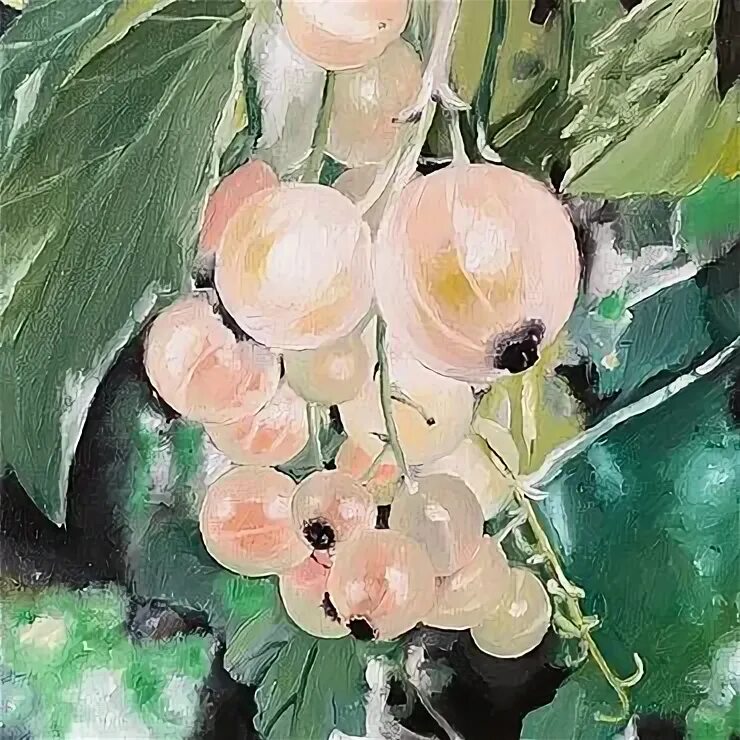 Строение побега черной смородины. Расположение листьев у смородины. Черная смородина стебель. Форма листа смородины. Варенье из смородины витамин с.