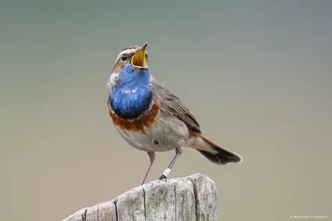 Птица похожая на воробья с синей грудкой