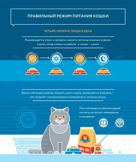 Сколько надо кормить кошку в день