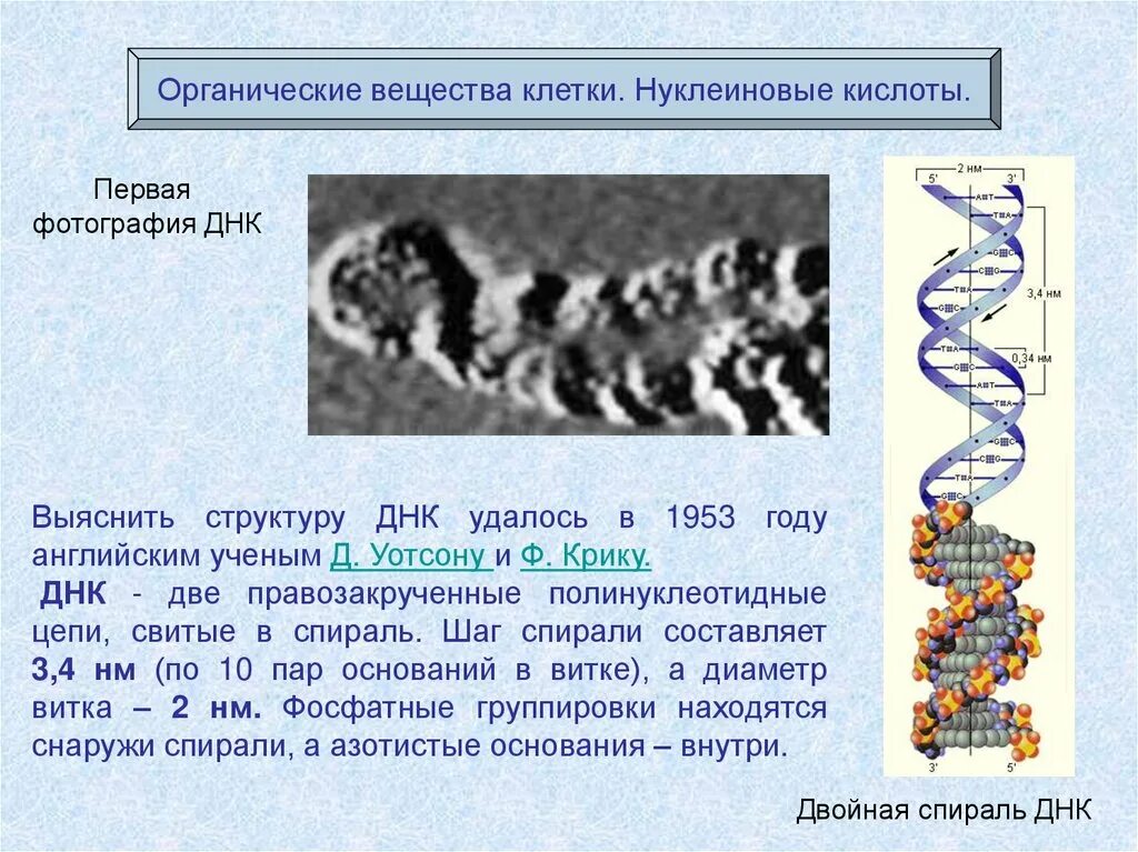 Значение клетки днк. Структура ДНК 1953. Строение нуклеиновых кислот ДНК. Органические вещества клетки ДНК.