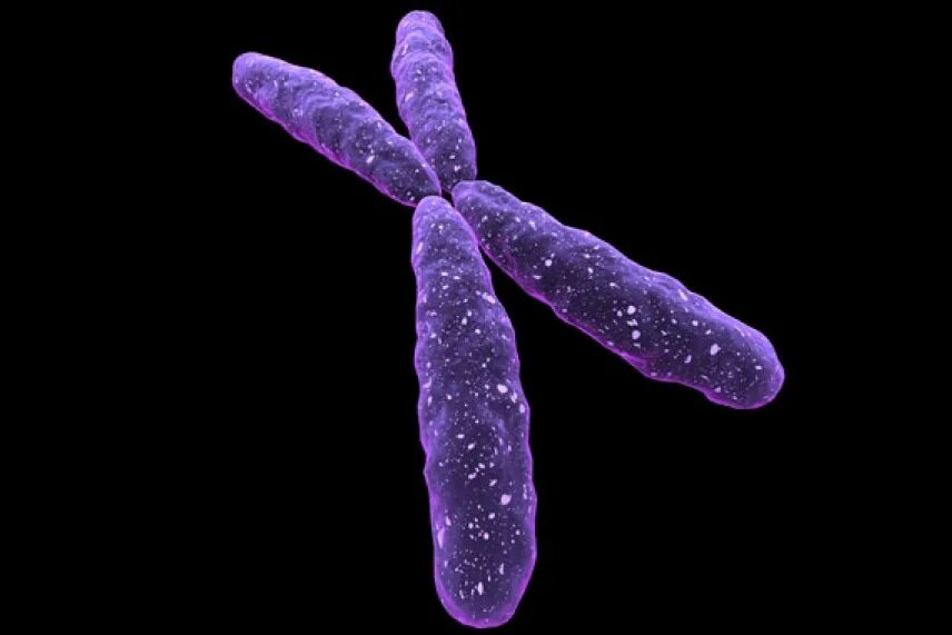 Вторая х хромосома. Хромосома. X-хромосома. Y хромосома. Х И У хромосомы.