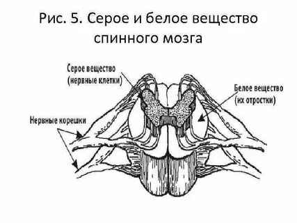 Форма серого вещества