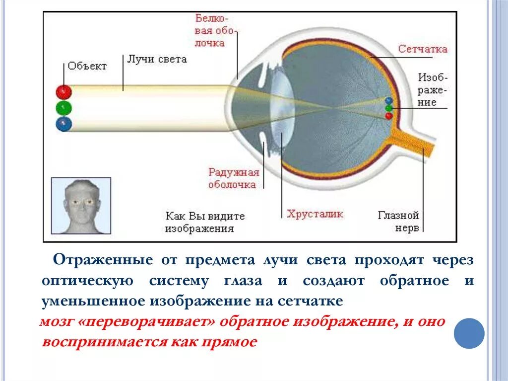 Движение луча света. Изображение на сетчатке глаза. Зрение перевернутое изображение. Схема прохождения света через оптическую систему глаза. Восприятие изображения глазом.