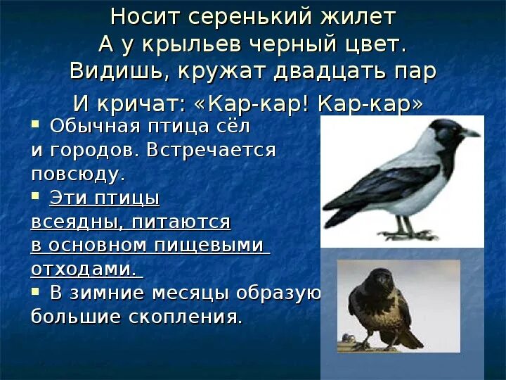 Зимующие птицы 2 класс окружающий мир. Рассказ о зимующих птицах. Зимующие птицы окружающий мир 2. Характеристика птиц.
