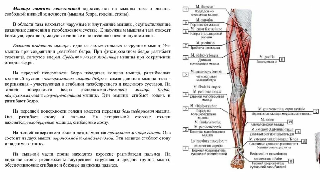 Мышцы нижней конечности анатомия спереди. Строение мышц ноги спереди. Мышцы нижней конечности топография функции. Глубокие мышцы нижней конечности спереди.