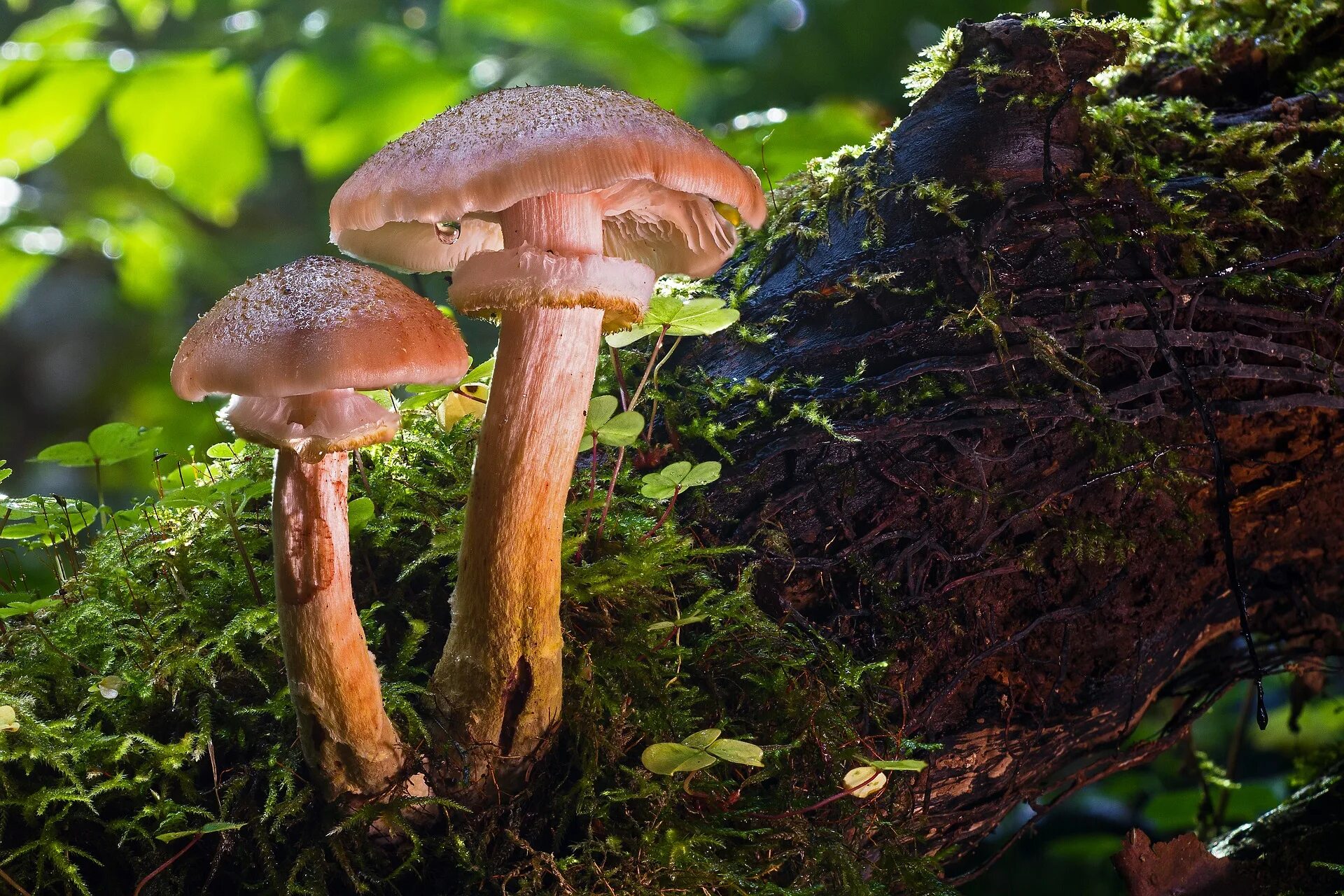 Два ядовитых гриба. Ядовитые грибы Ленинградской области. Ложные грибы Ленинградской области. Несъедобные грибы. Съедобные грибы в лесу.